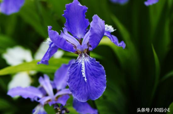 常见花的花语大全简单常见,常见花语大全50种花的花语