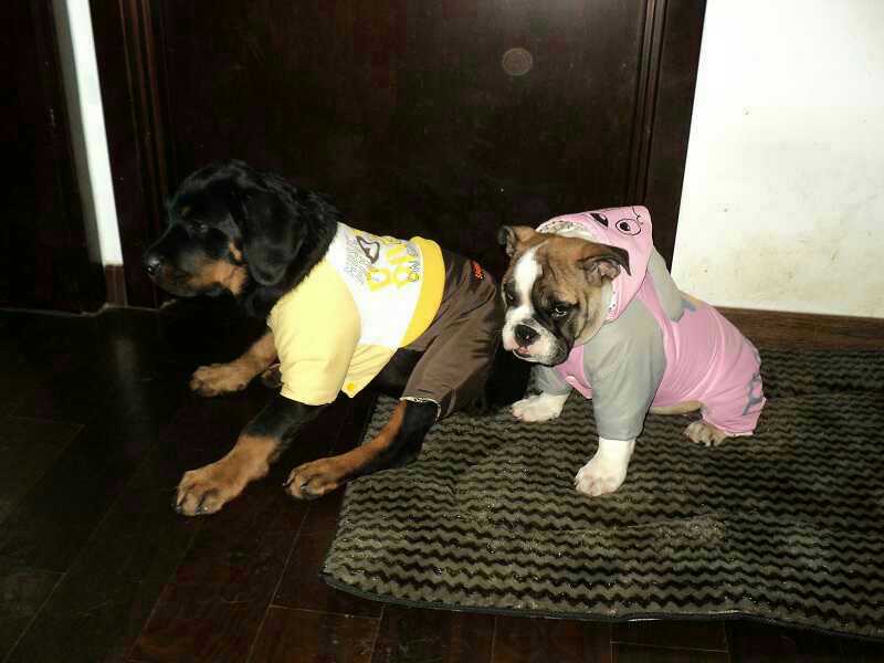 狗年将至！乱弹几则人与狗，跳跃发散型思维叙事，与君同游同乐！