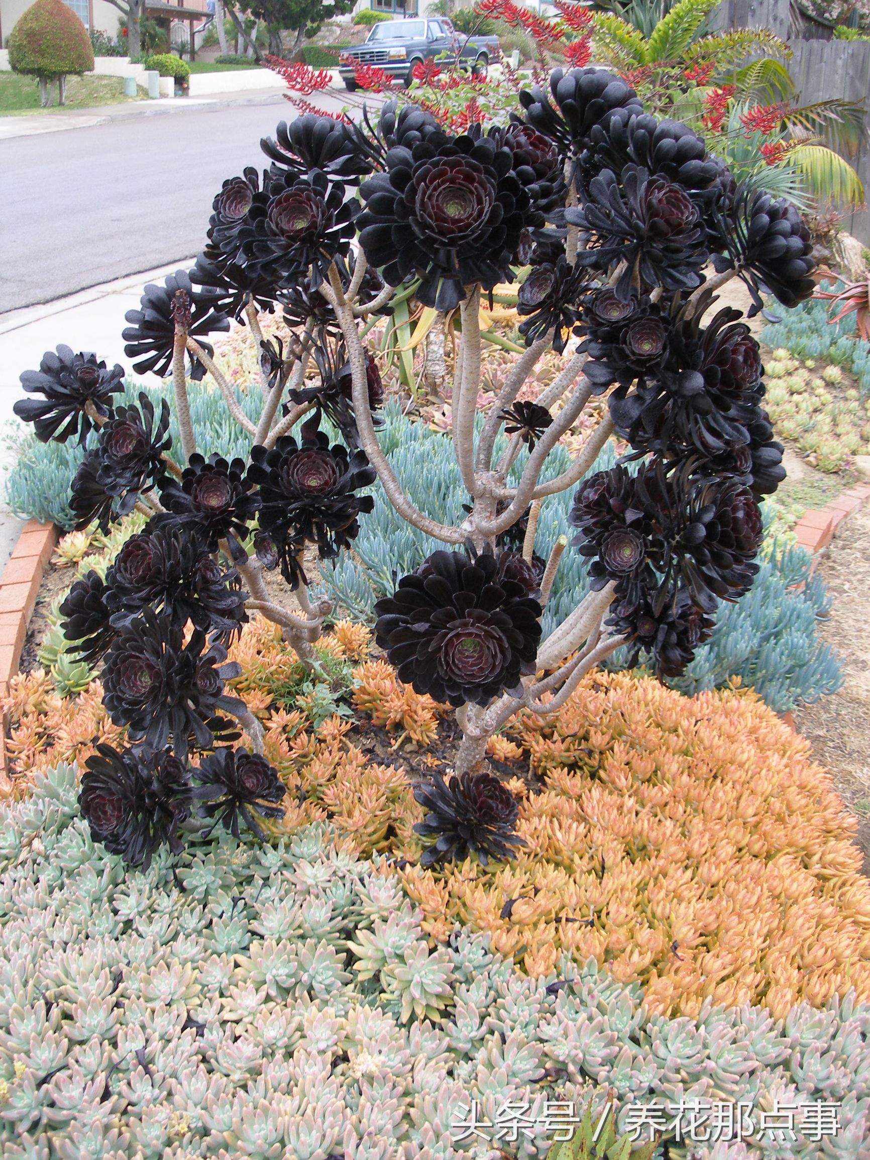 野生大型多肉植物,有野生的多肉植物