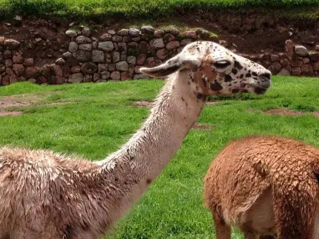 驼羊和羊驼哪个吐口水,羊驼与驼羊的区别