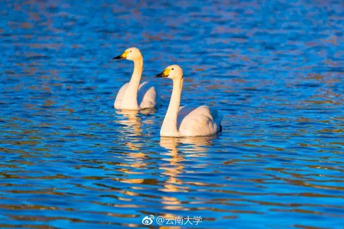 云南大学2024应届毕业生就业率,云南理工大学毕业生就业去向