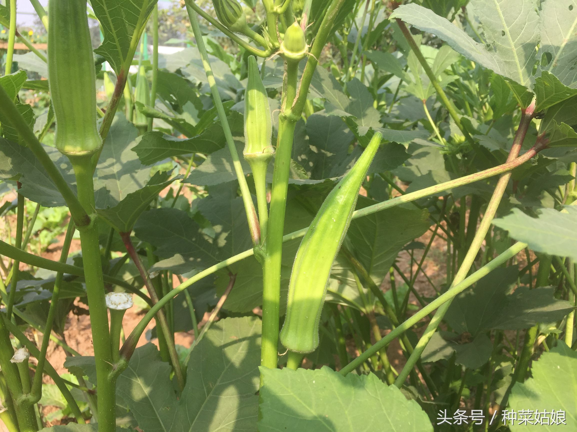 秋葵怎么种植最好看又好吃,秋葵的种植技巧和方法