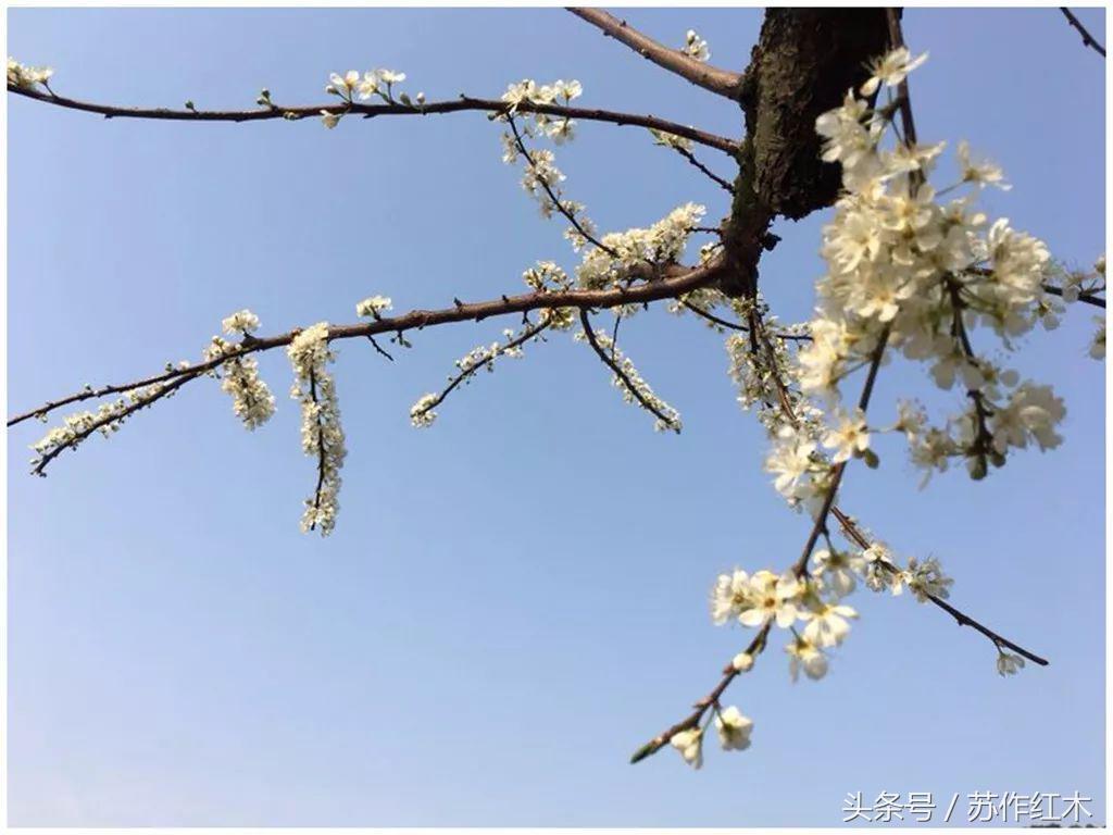 立春又是一年春归时,一年之计在于春立春