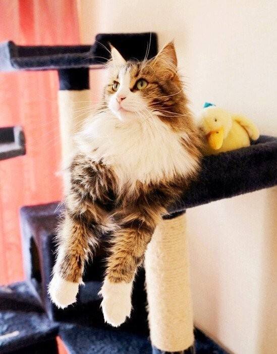 喵星人的3种类型,喵星人类型对照表