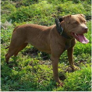 带你了解比特币原始人,带你了解真正的比特犬