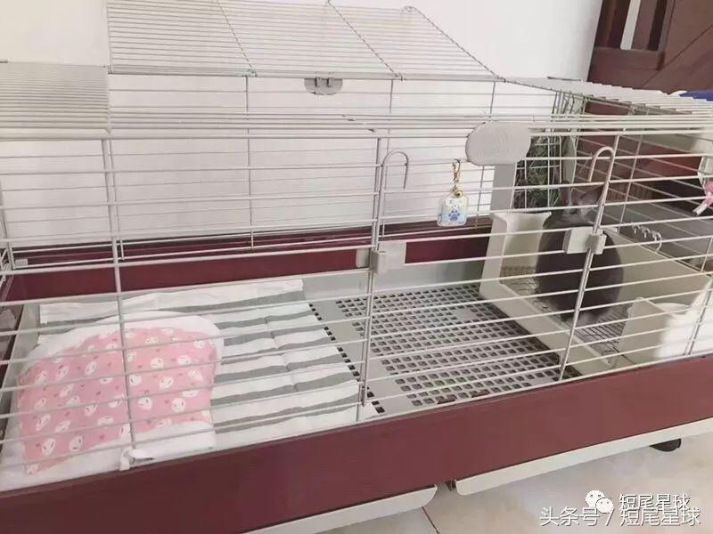 哪种兔笼比较好,兔笼有几种款式