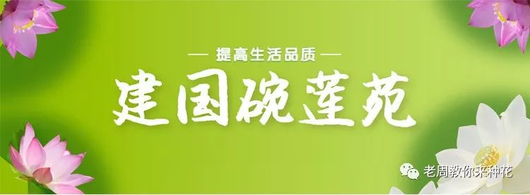 网上种苗真假辨别,网上买种苗注意事项