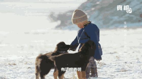 21点档｜狗年看狗！