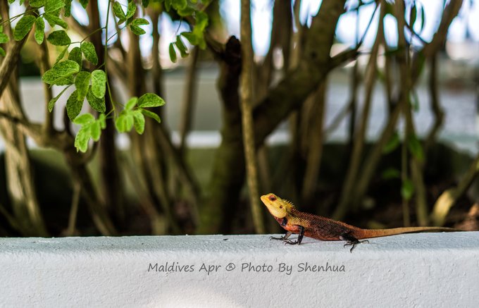 马尔代夫蓝色美人蕉岛,马尔代夫蓝色美人蕉旅游攻略