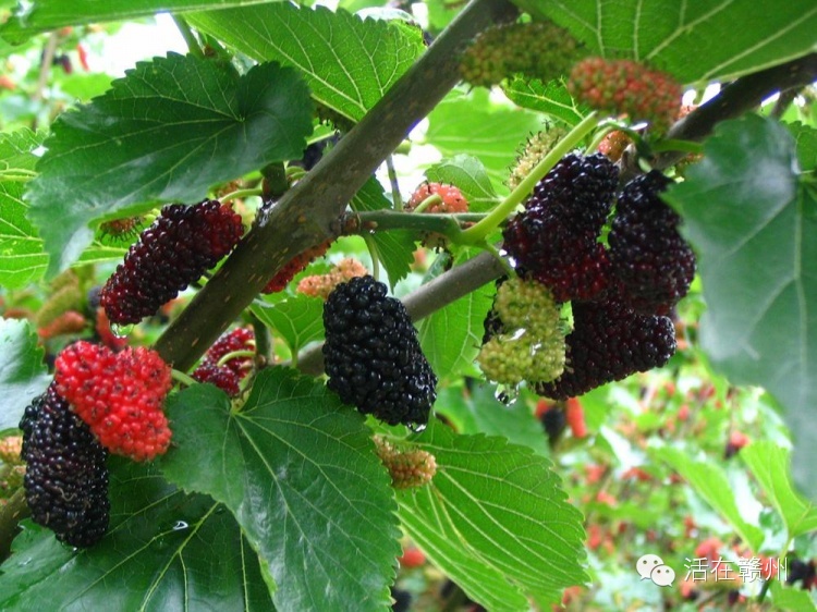 摇啊摇，摇啊摇，摇不到童年的桥，这些美食你还记得吗？