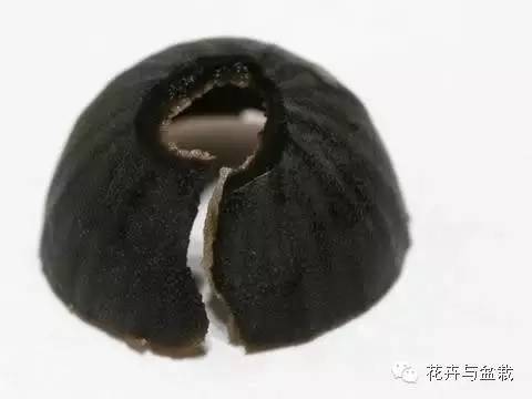 买回的荷花怎样栽培,荷花种子怎么养全过程