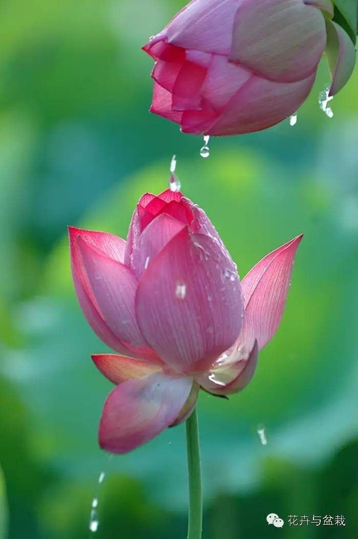 买回的荷花怎样栽培,荷花种子怎么养全过程