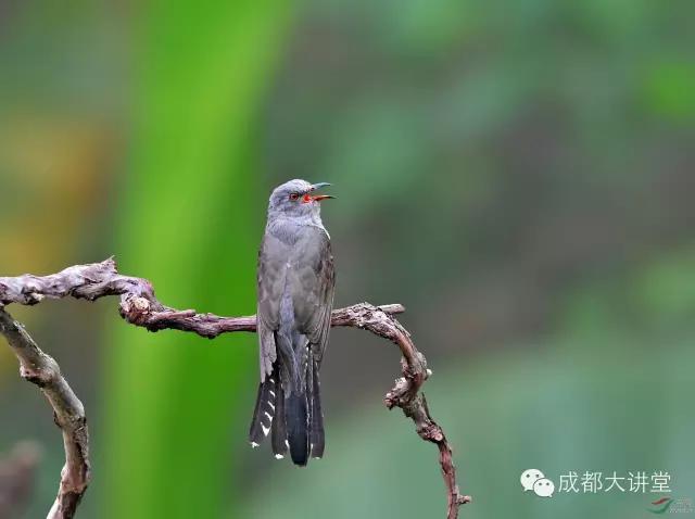 与四川密切相关的成语,含有国名的成语四川