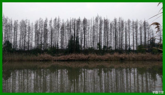 大鲫鱼大鱼,大鲫鱼大鲤鱼