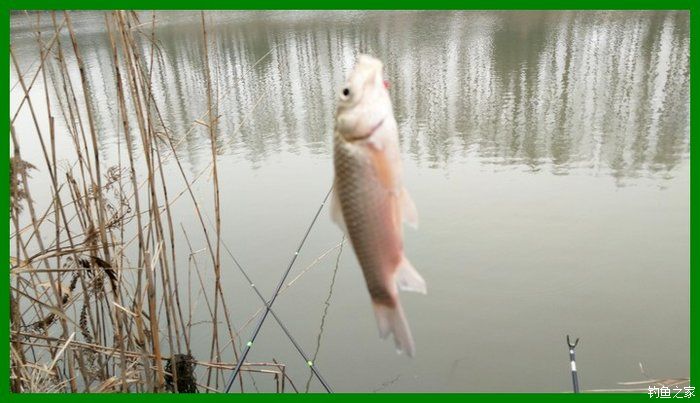 大鲫鱼大鱼,大鲫鱼大鲤鱼