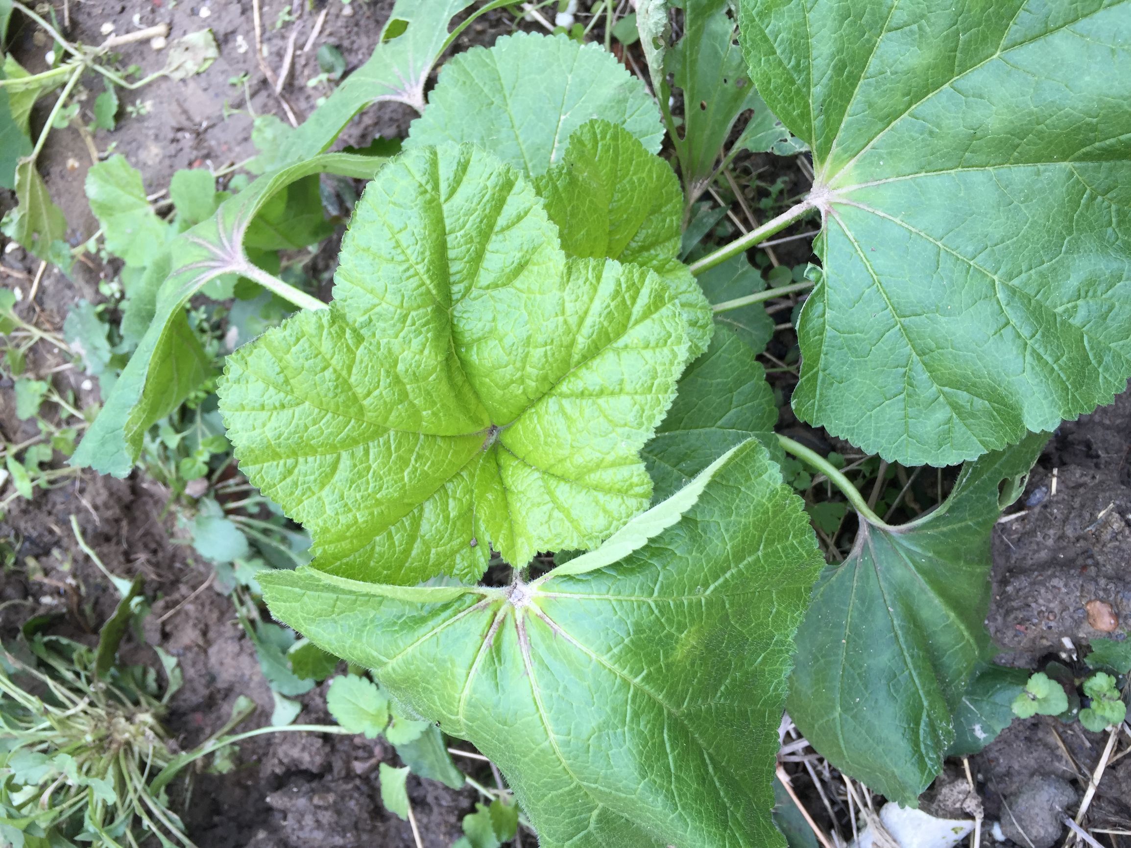 麦粒肿吃什么中药能消除,竹节菜治麦粒肿