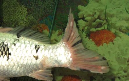 家里的锦鲤长白东西咋办,锦鲤长痘是什么原因