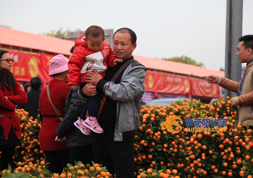 武汉迎春花市新品种,一年一度的迎春花市即将闪亮登场