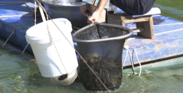 泥鳅一般一年亩产多少斤,亩产成品泥鳅4000多斤