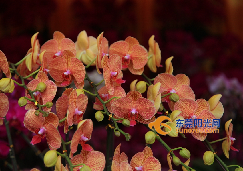 武汉迎春花市新品种,一年一度的迎春花市即将闪亮登场