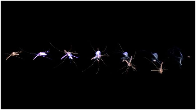 瞄准蚊子，发射！｜2017“十佳新锐科普创客”优秀作品展示