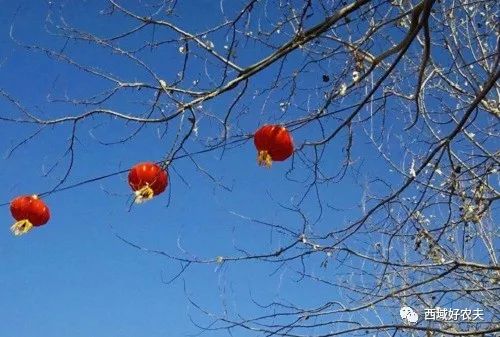 浓浓的年味儿——且末红！