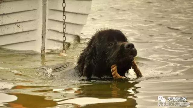 21点档｜狗年看狗！