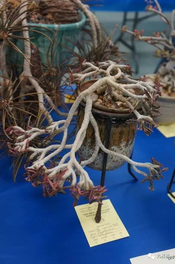 多肉万象最贵的品种,玉露多肉最贵多少钱一棵