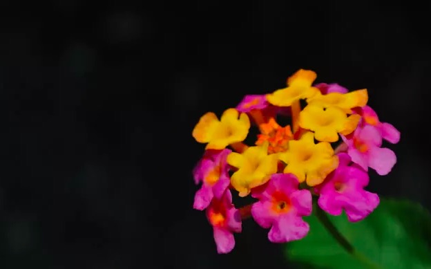 龟苗腐皮病最佳治疗方法,龟腐皮用什么药好得快