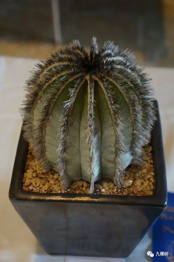 十大最贵玉露多肉品种,多肉最贵的品种有哪些