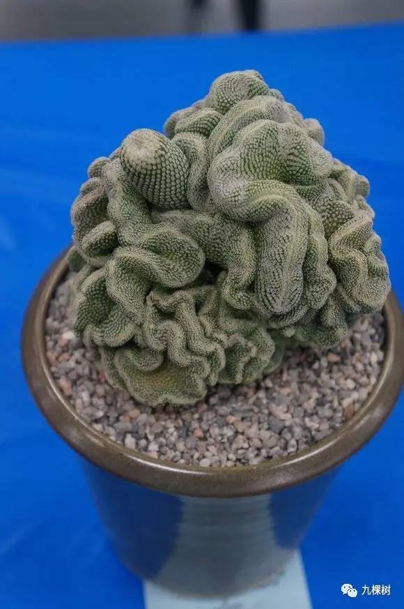 十大最贵玉露多肉品种,多肉最贵的品种有哪些