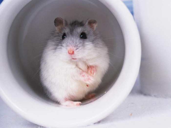 仓鼠习性有哪些如何抓仓鼠,怎么才能偷偷养好仓鼠