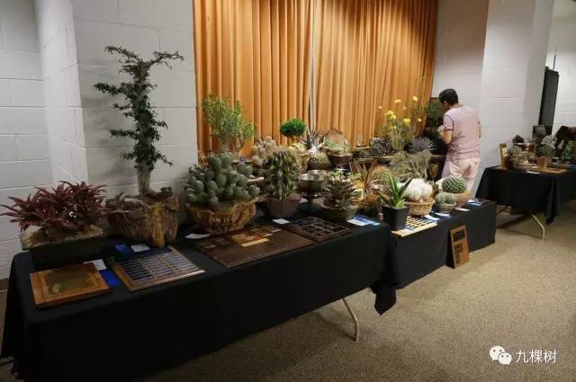 多肉万象最贵的品种,玉露多肉最贵多少钱一棵