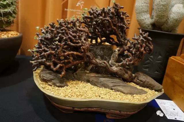 多肉万象最贵的品种,玉露多肉最贵多少钱一棵