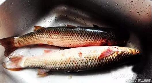 莱州三山岛有什么鱼,莱州三山岛渔港的鱼