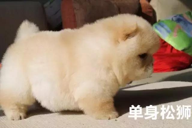 100种单身狗种类,单身狗种类