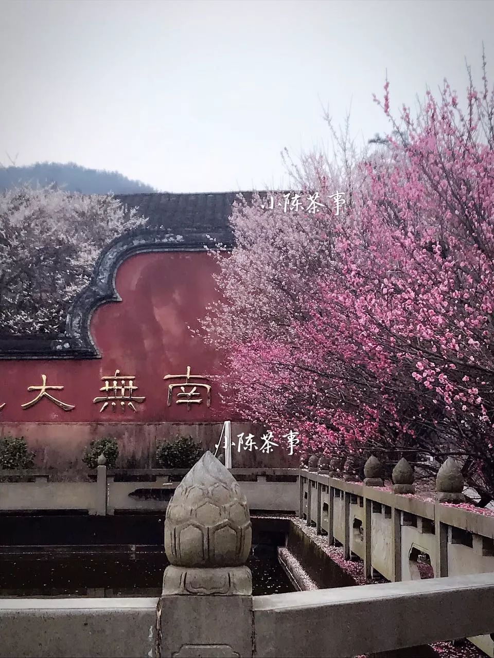 三分钟解读廉价白茶的前世今生，谁在喝廉价白茶！