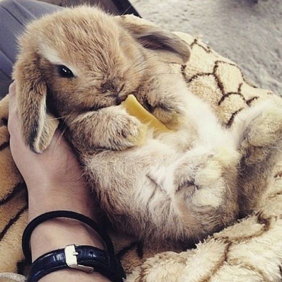 兔兔的身体语言,兔兔习性知识大全