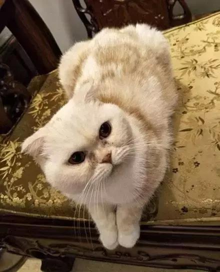 公猫被剪胡子怎么办,猫咪的胡须拔了怎么办