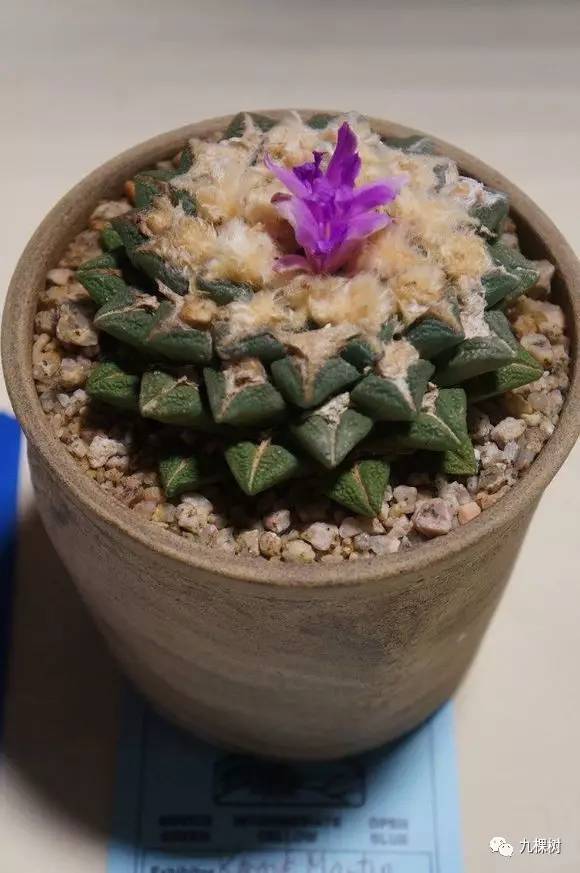 多肉万象最贵的品种,玉露多肉最贵多少钱一棵