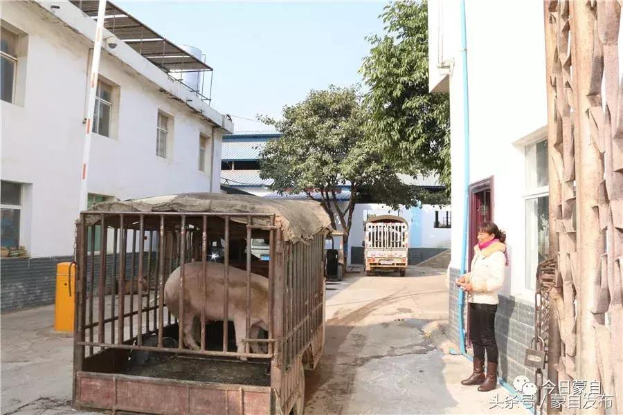 过年了，蒙自的这*猪种**肉千万别买！