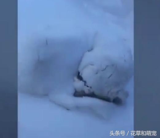 雪橇犬哈士奇在雪地玩,哈士奇照顾二哈睡觉