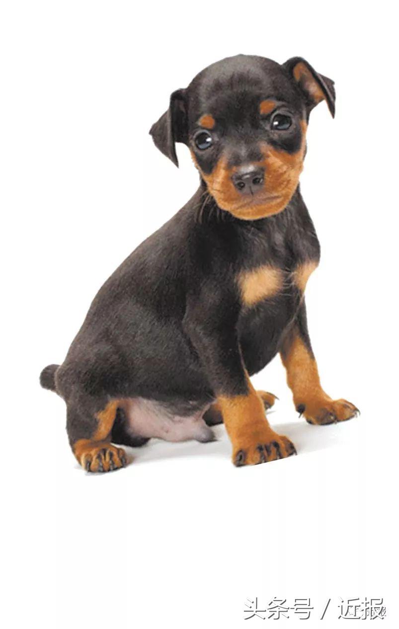 你没见过的萌宠,你没见过的宠物