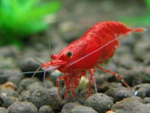 极火虾（水族箱完美搭档）