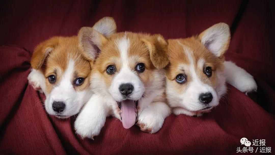 你没见过的萌宠,你没见过的宠物