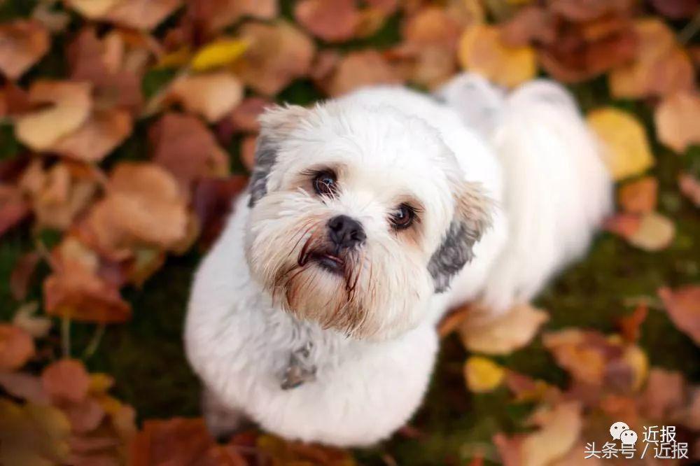 你没见过的萌宠,你没见过的宠物