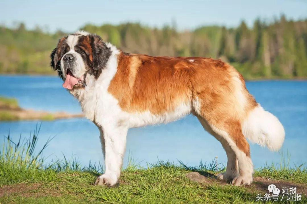 你没见过的“汪星人”都在这了！狗年就让它们来萌“化”你吧