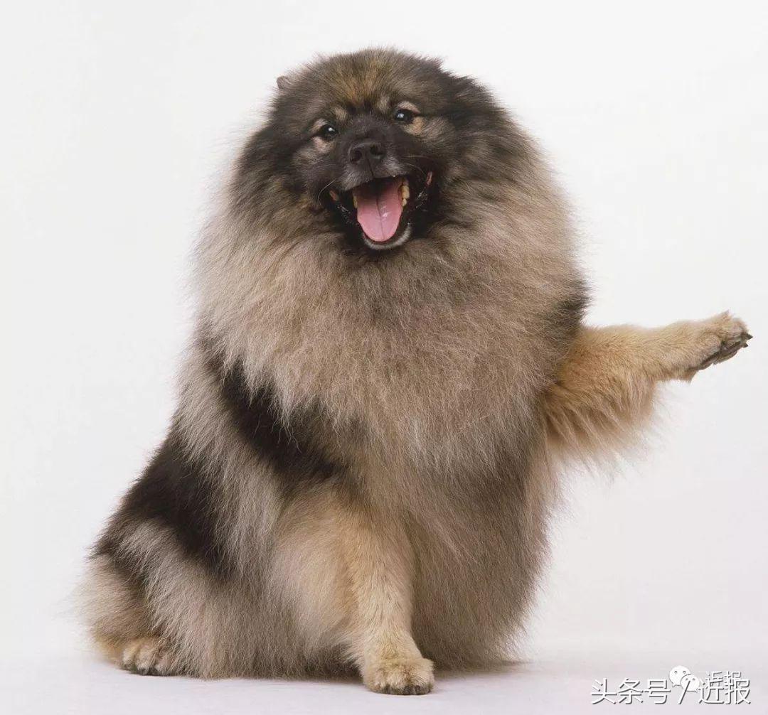 你没见过的“汪星人”都在这了！狗年就让它们来萌“化”你吧