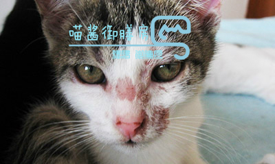 猫皮癣传染人,猫狗癣传染人有什么症状