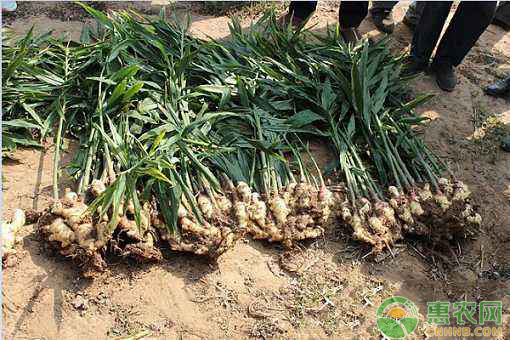 种植生姜的最新技术生姜越冬,阳台生姜种植视频教程